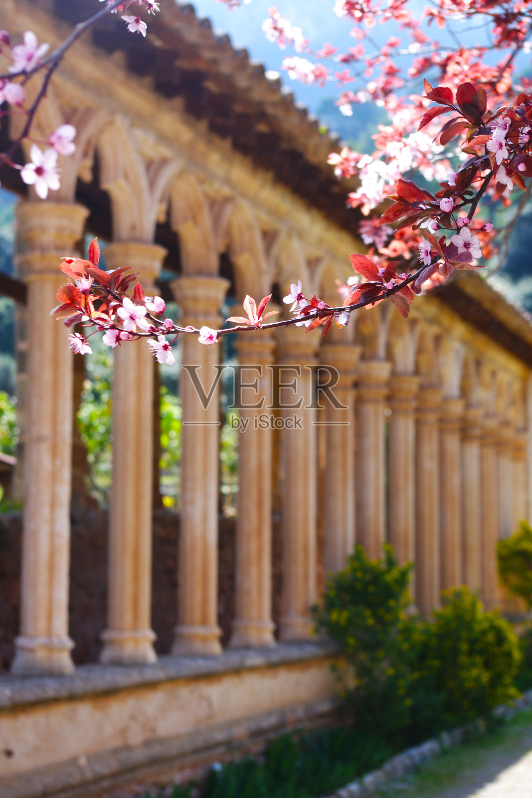 中世纪的修道院和樱花照片摄影图片