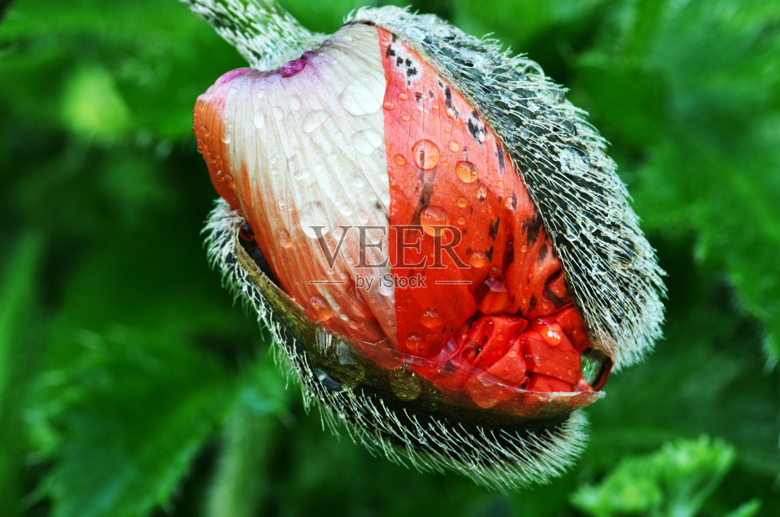 罂粟花蕾与露珠的特写。照片摄影图片