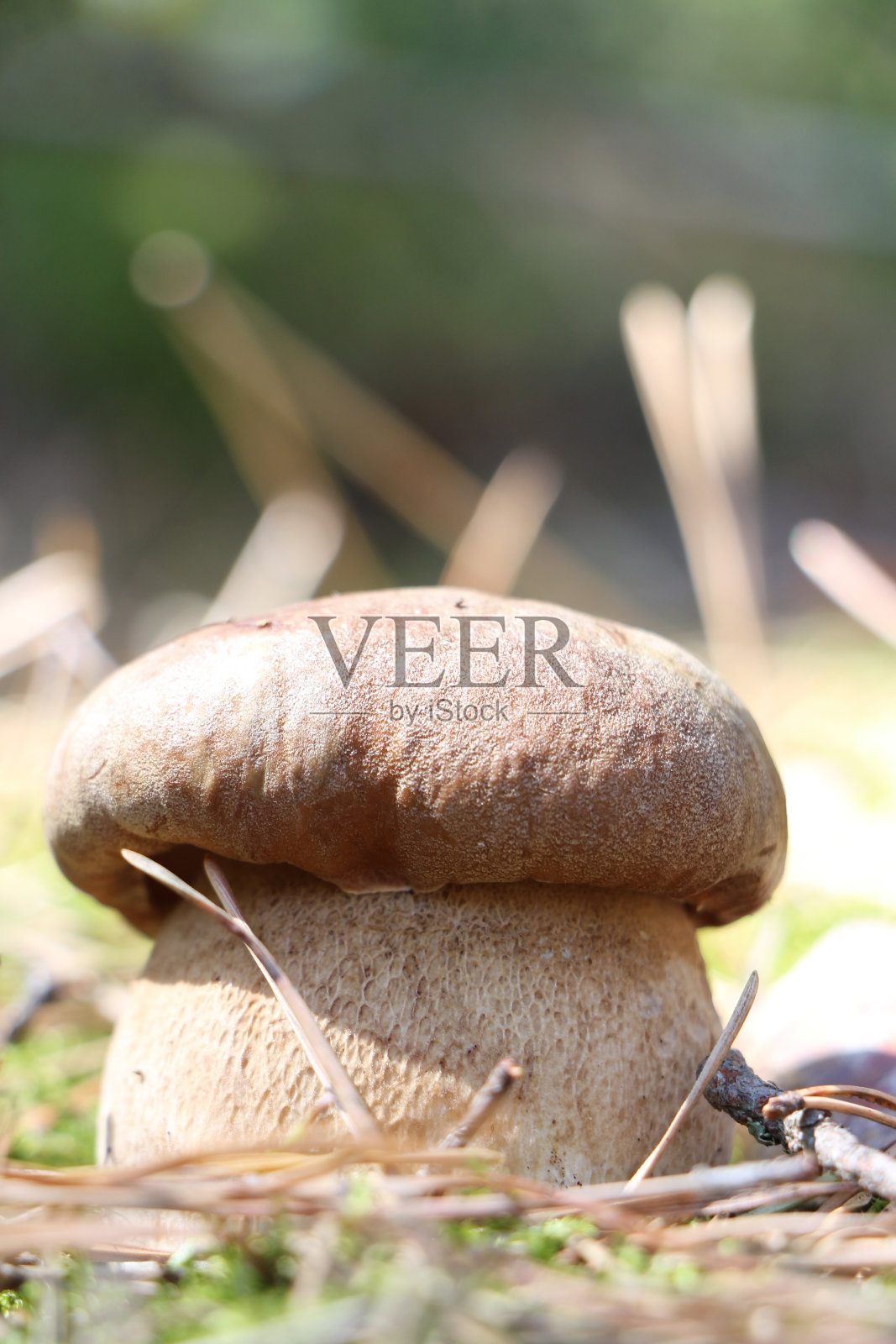 巨大的白色cep照片摄影图片