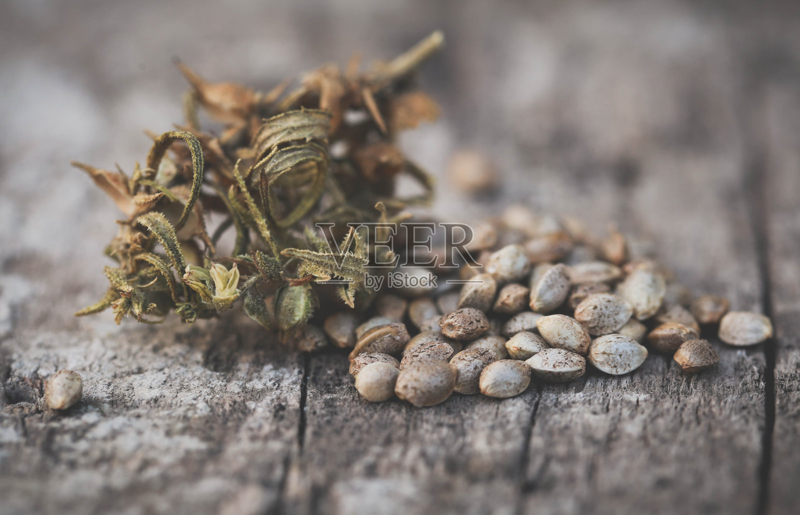 大麻的种子或大麻照片摄影图片