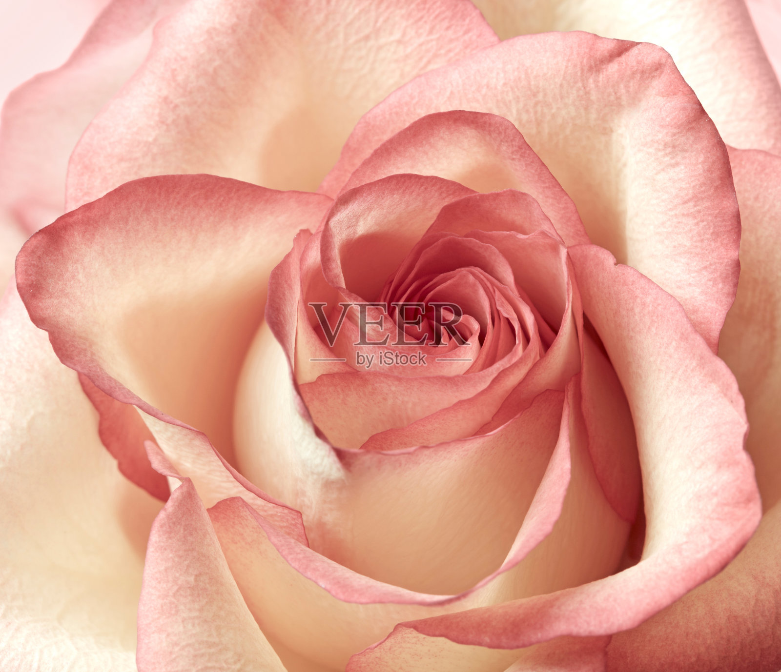 粉色玫瑰背景照片摄影图片