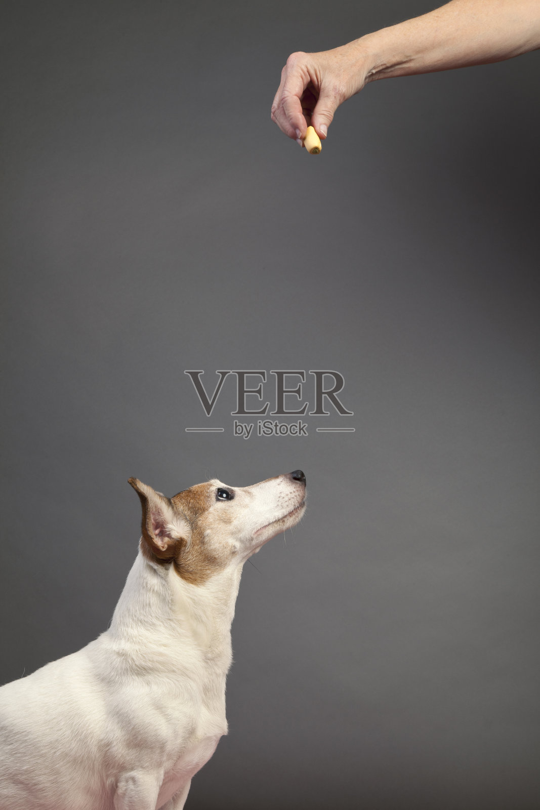 杰克罗素梗和食物款待照片摄影图片