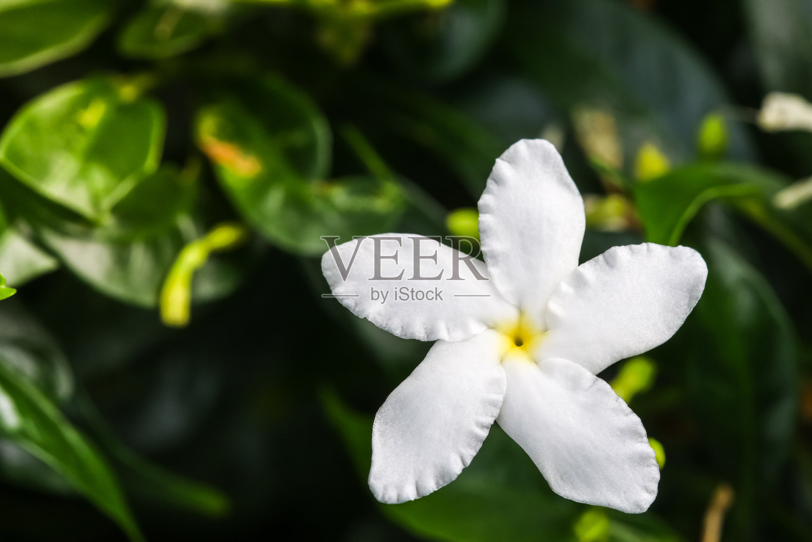 花园里开着白色的栀子花照片摄影图片