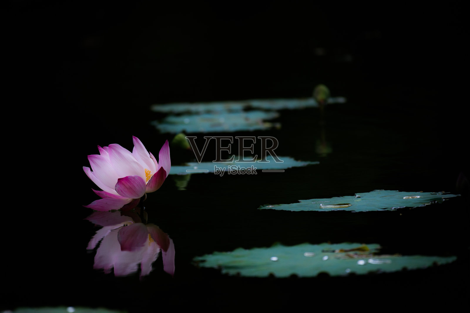 莲花照片摄影图片