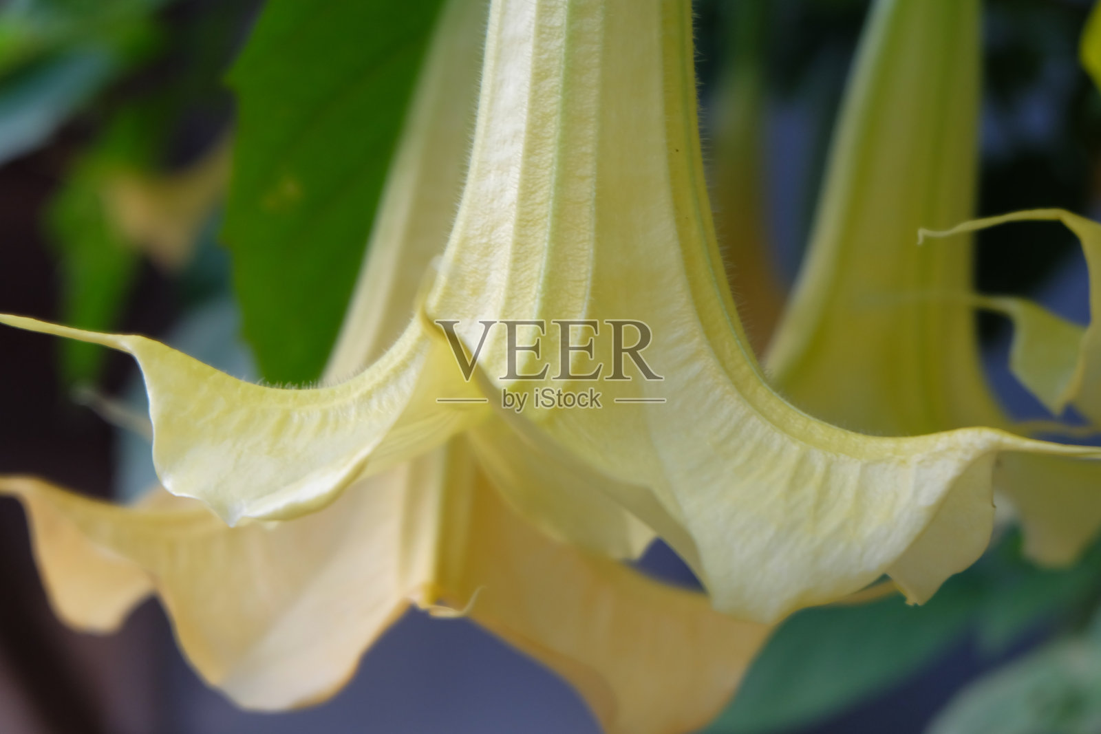 曼陀罗花照片摄影图片