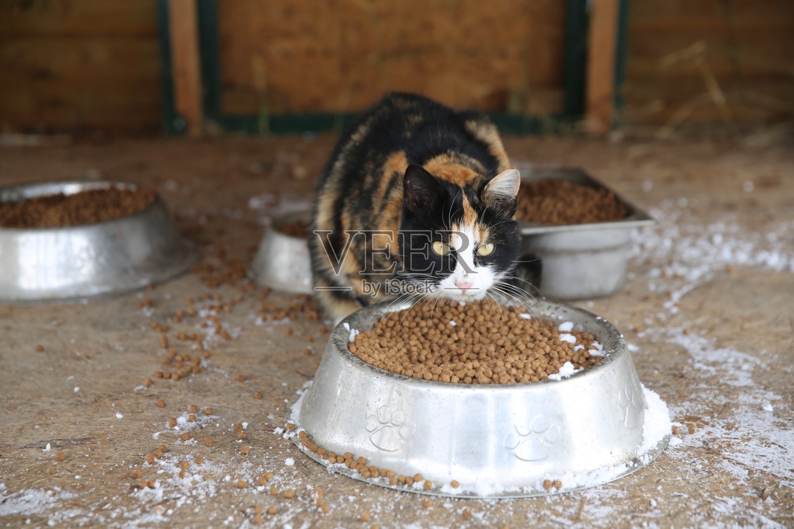 猫吃照片摄影图片