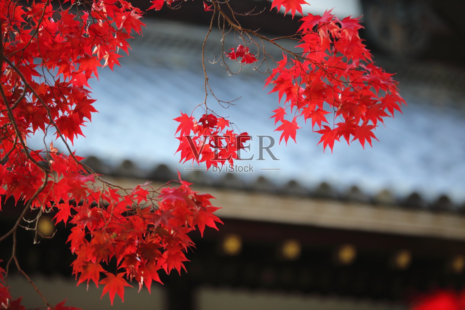 秋天的红叶在日本京都照片摄影图片