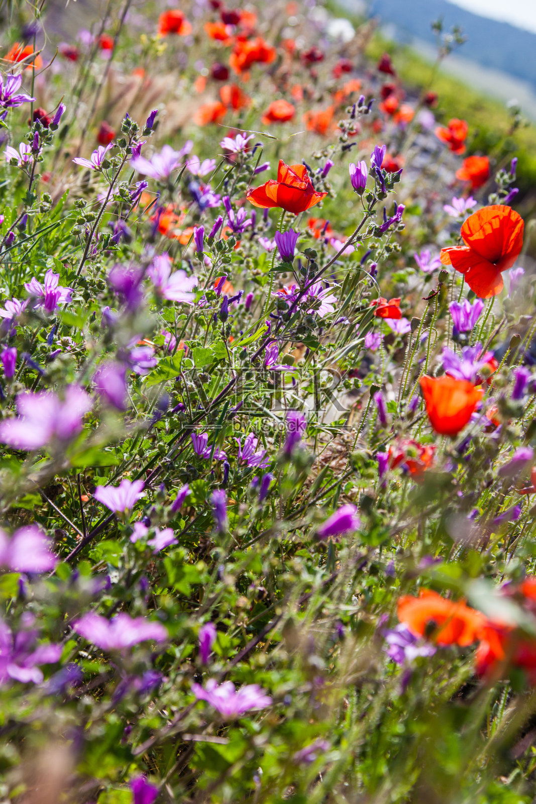 野花照片摄影图片