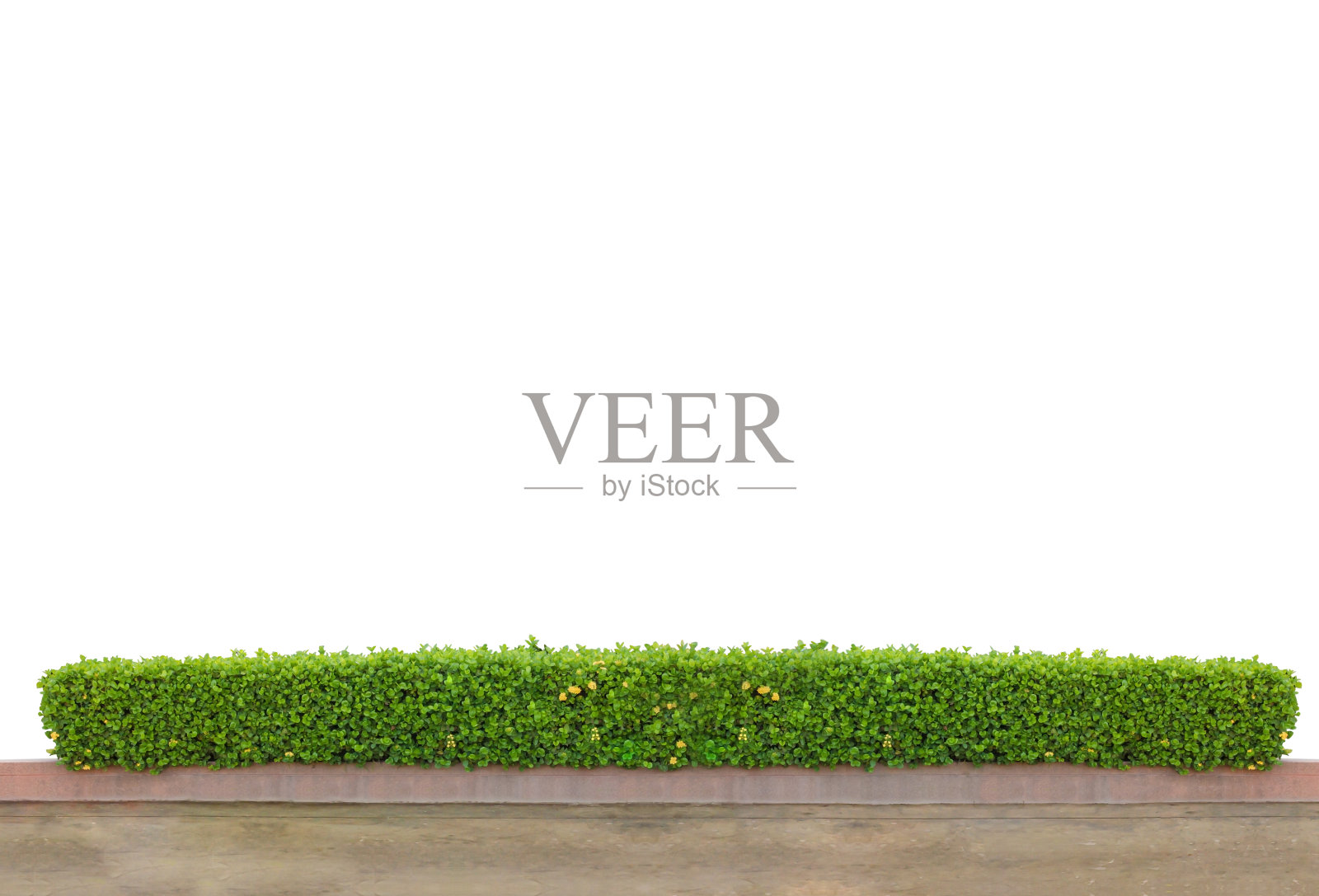 灌木篱笆照片摄影图片