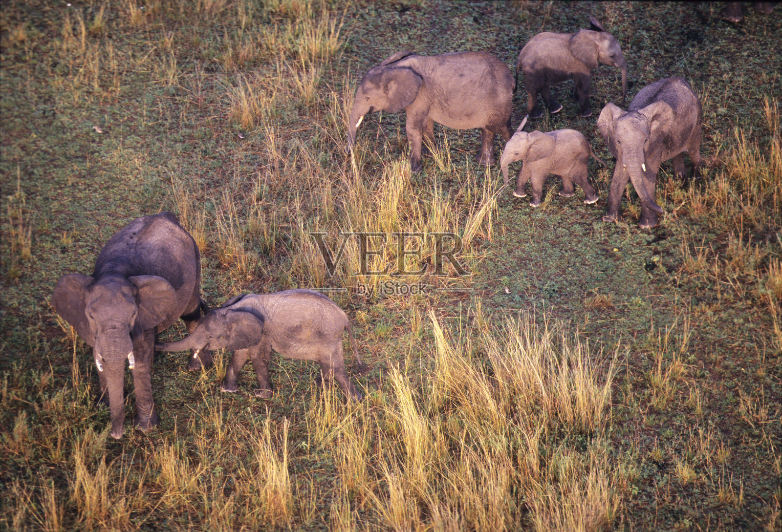 马赛马拉气球上的一群大象照片摄影图片
