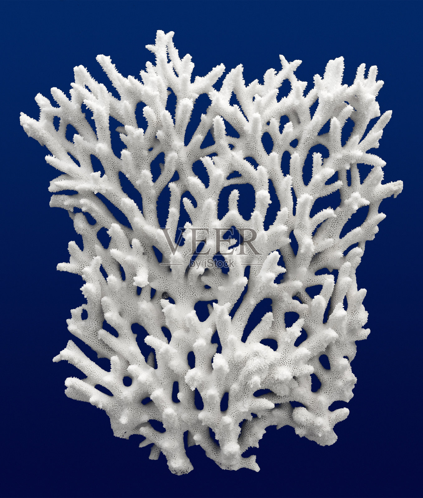 疣珊瑚照片摄影图片