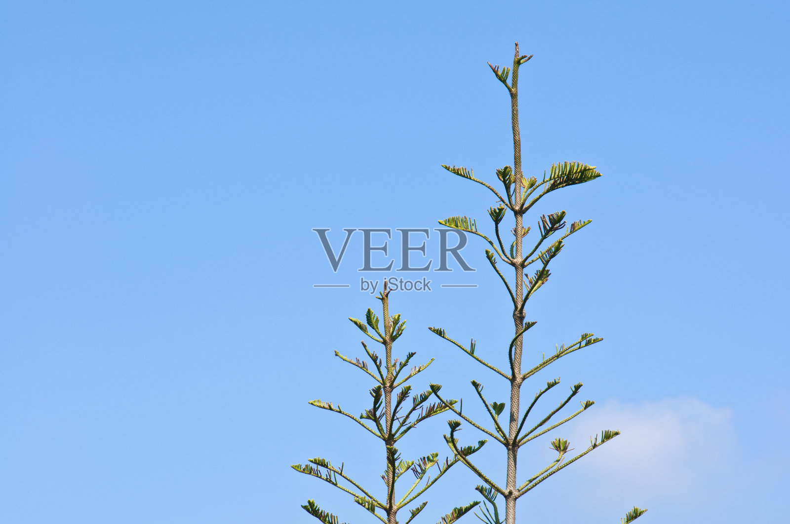 松树枝头照片摄影图片