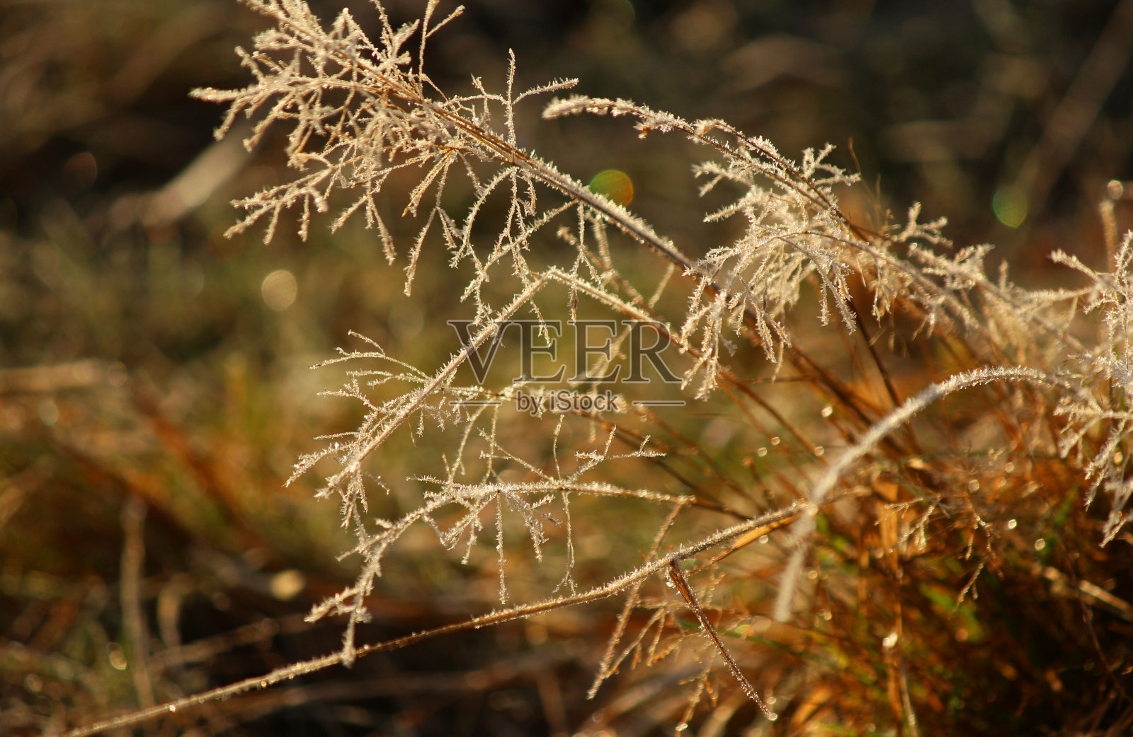 冷淡的草原照片摄影图片