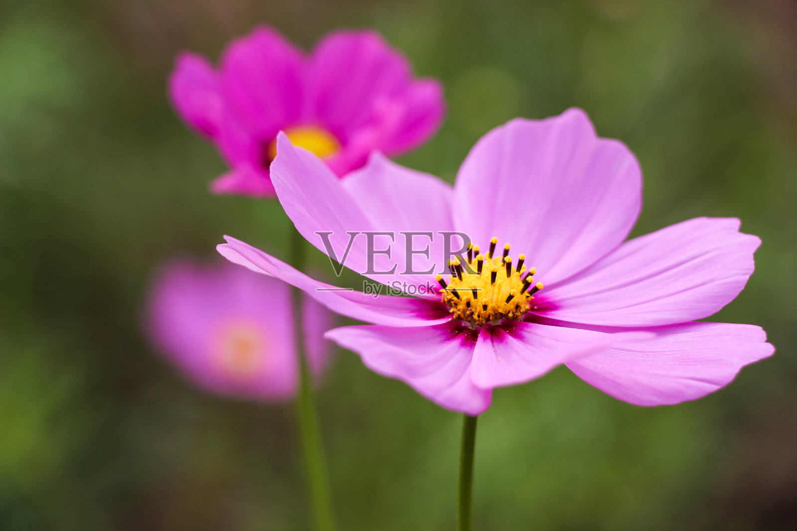 紫色花在软焦点照片摄影图片