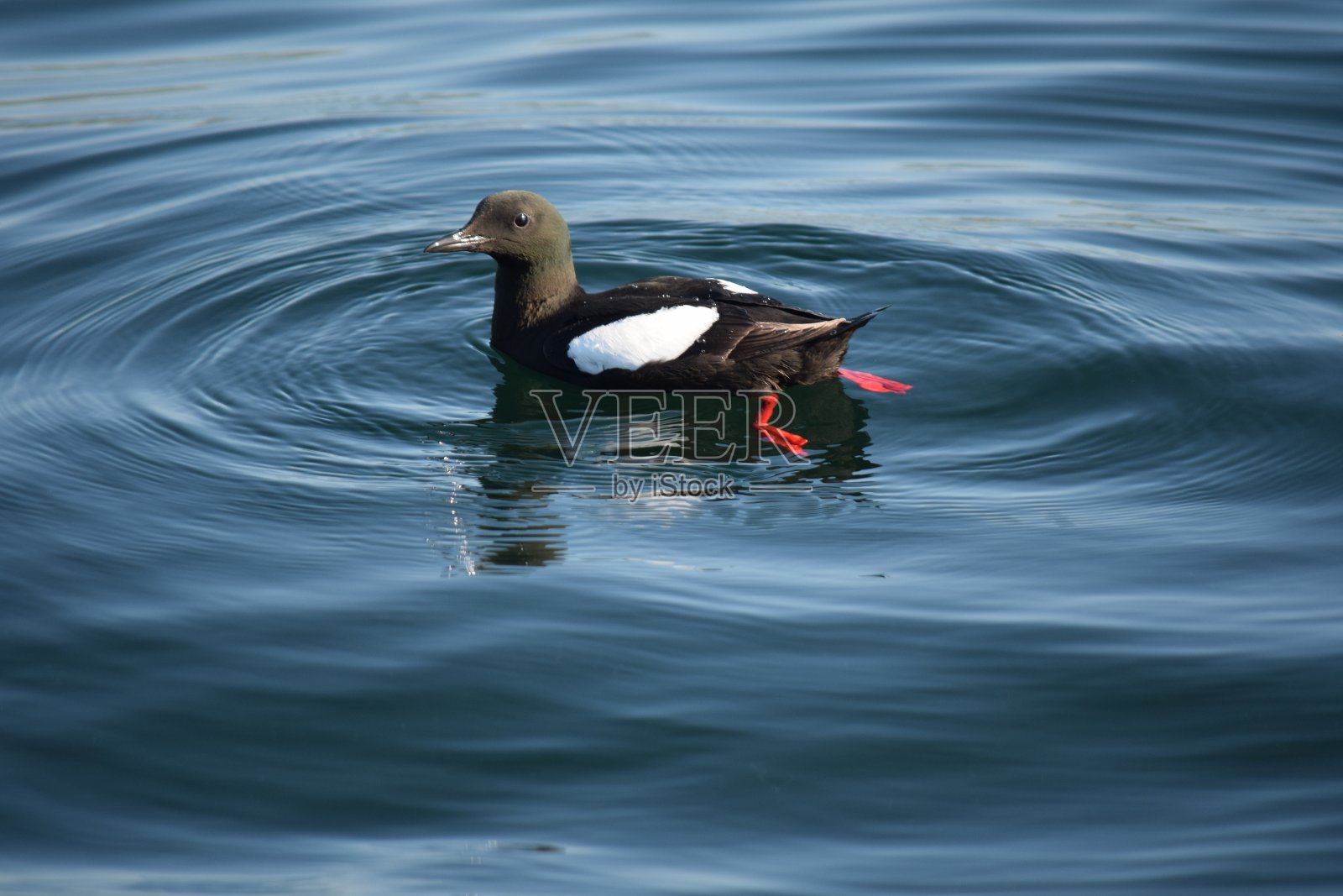 吉利莫特照片摄影图片