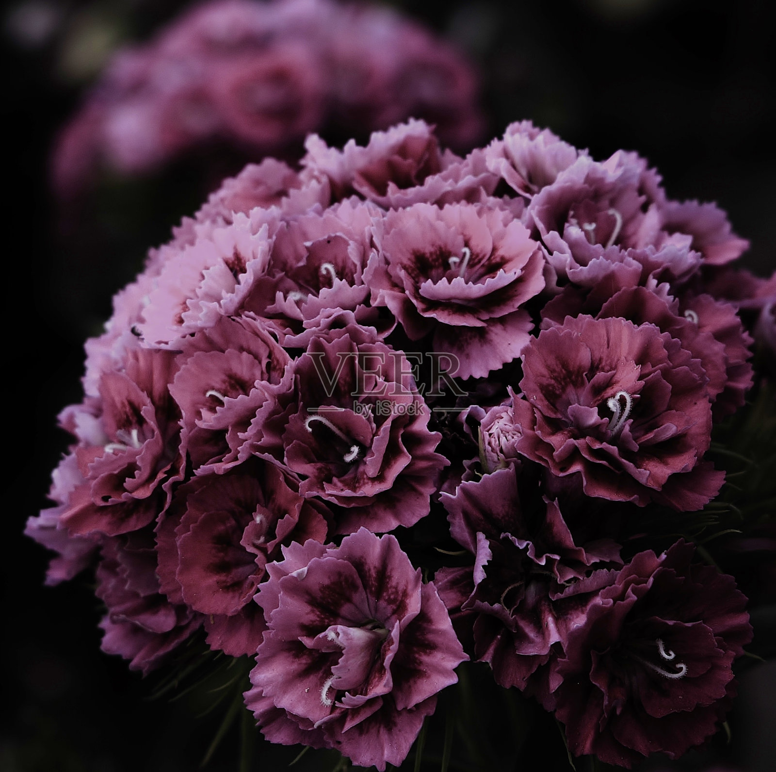 紫色康乃馨照片摄影图片