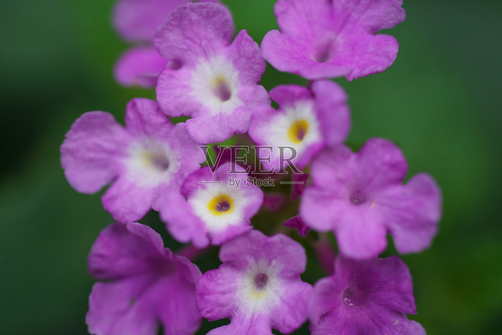 粉红色花朵变焦照片摄影图片