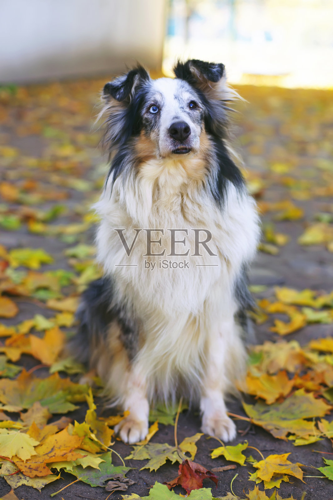 梅尔牧羊犬坐在户外的枫叶周围照片摄影图片