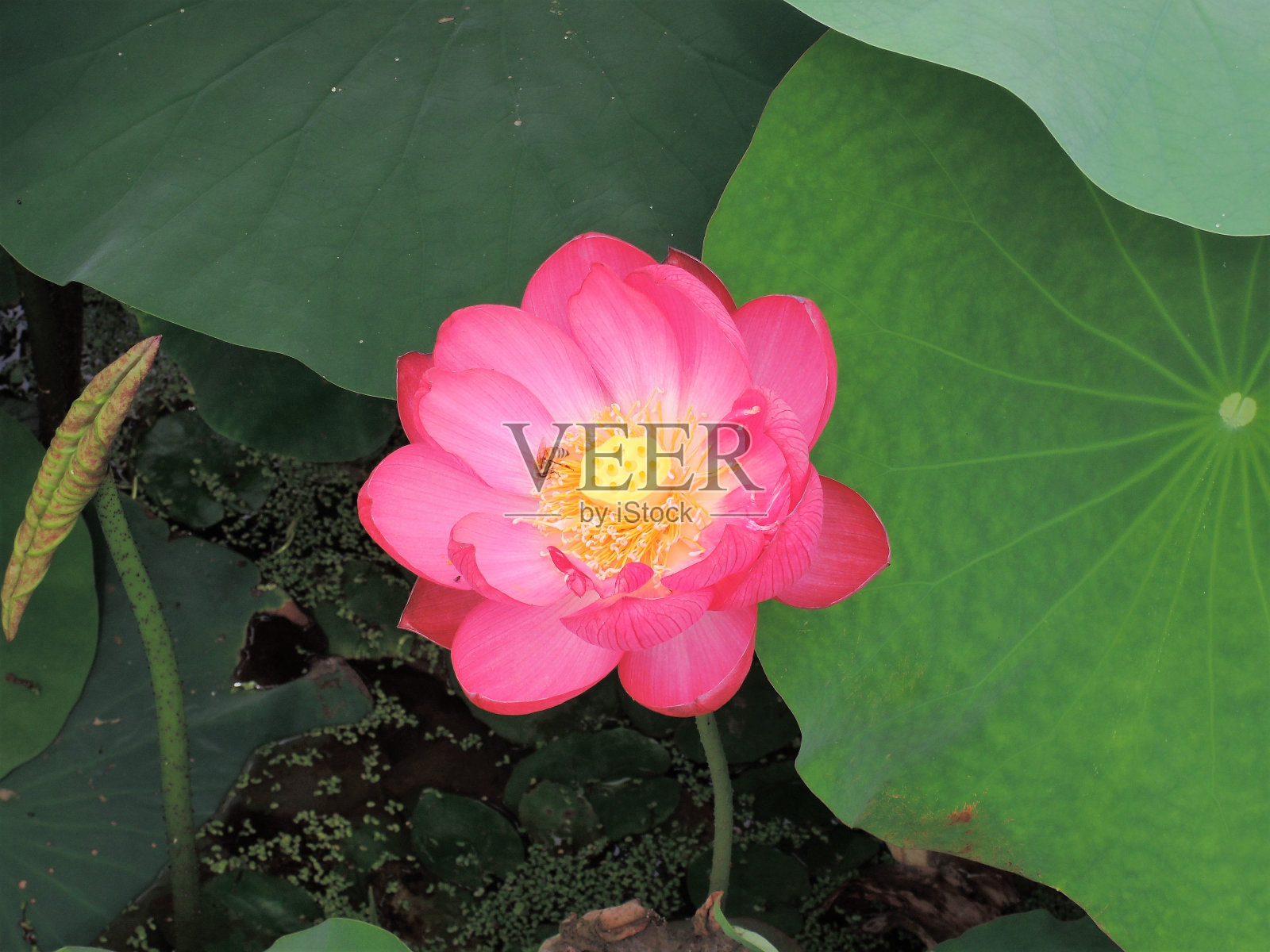 红莲花照片摄影图片