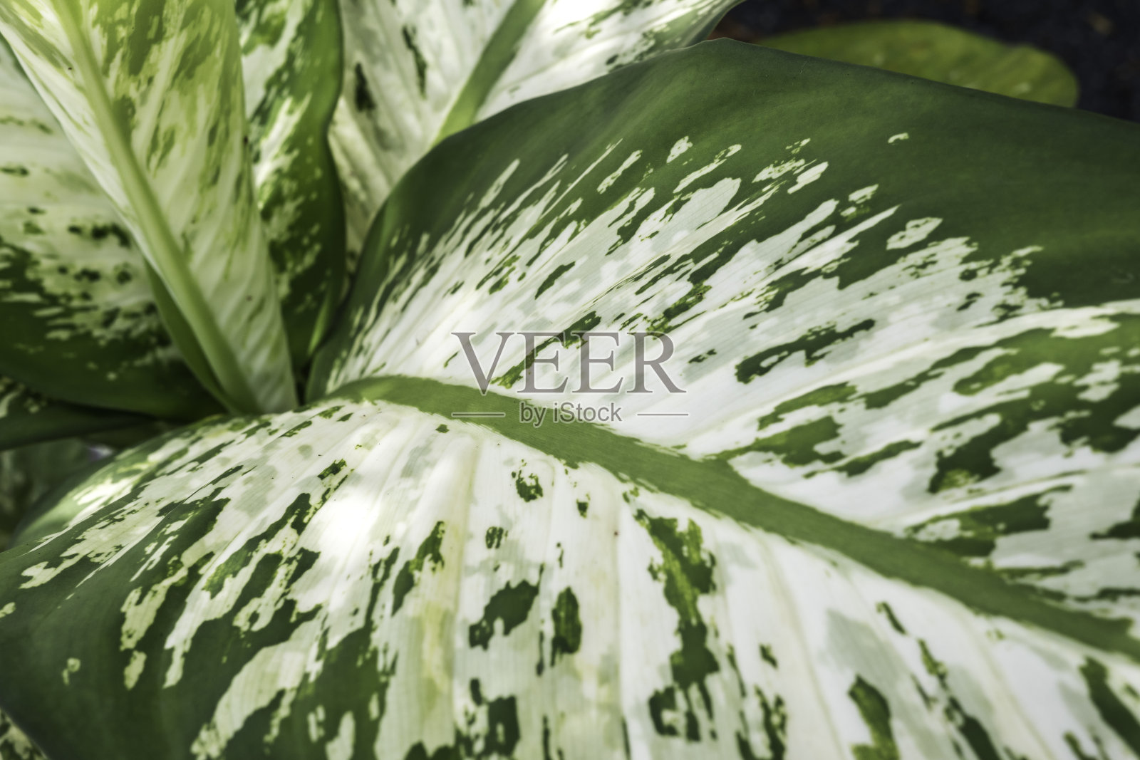 绿色的叶子。照片摄影图片