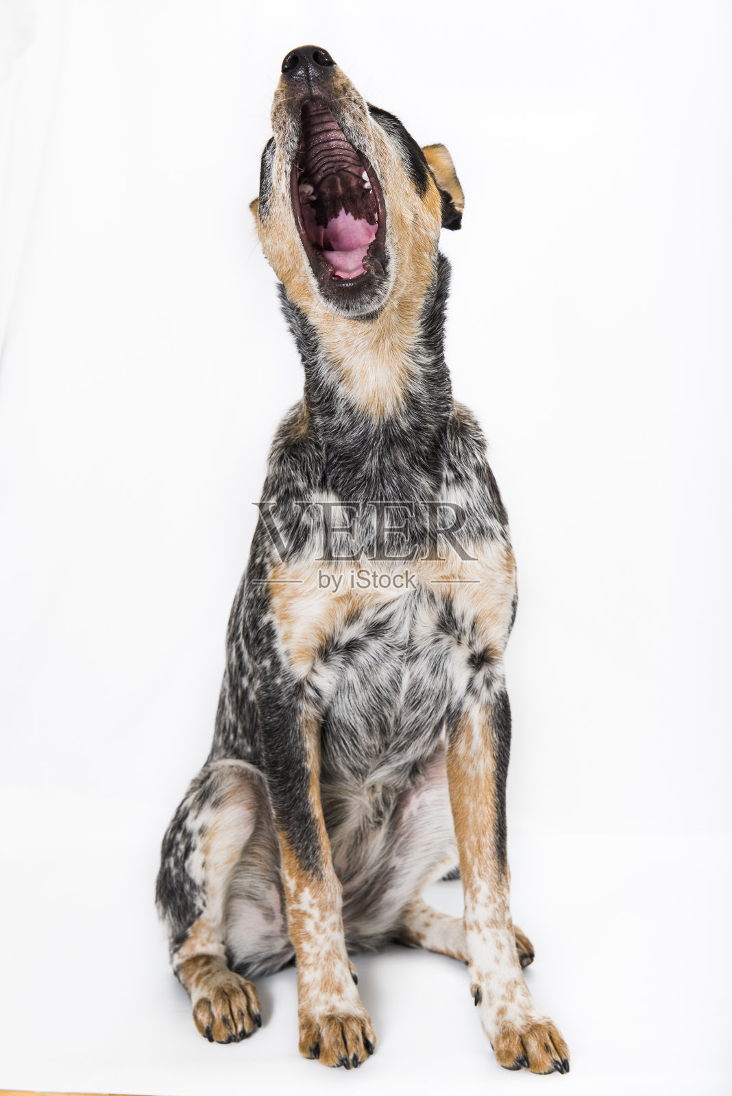 蓝色的手下的小狗照片摄影图片