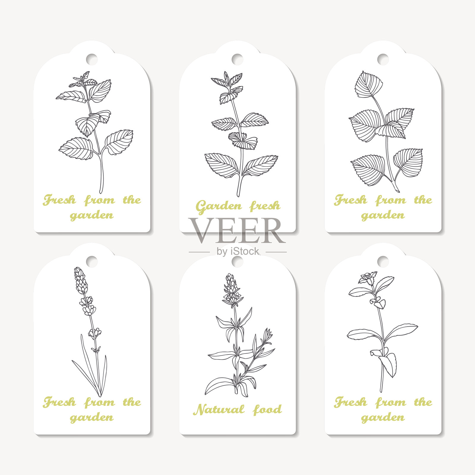 标签收集与手绘制香料梅丽莎，薄荷，紫苏设计元素图片