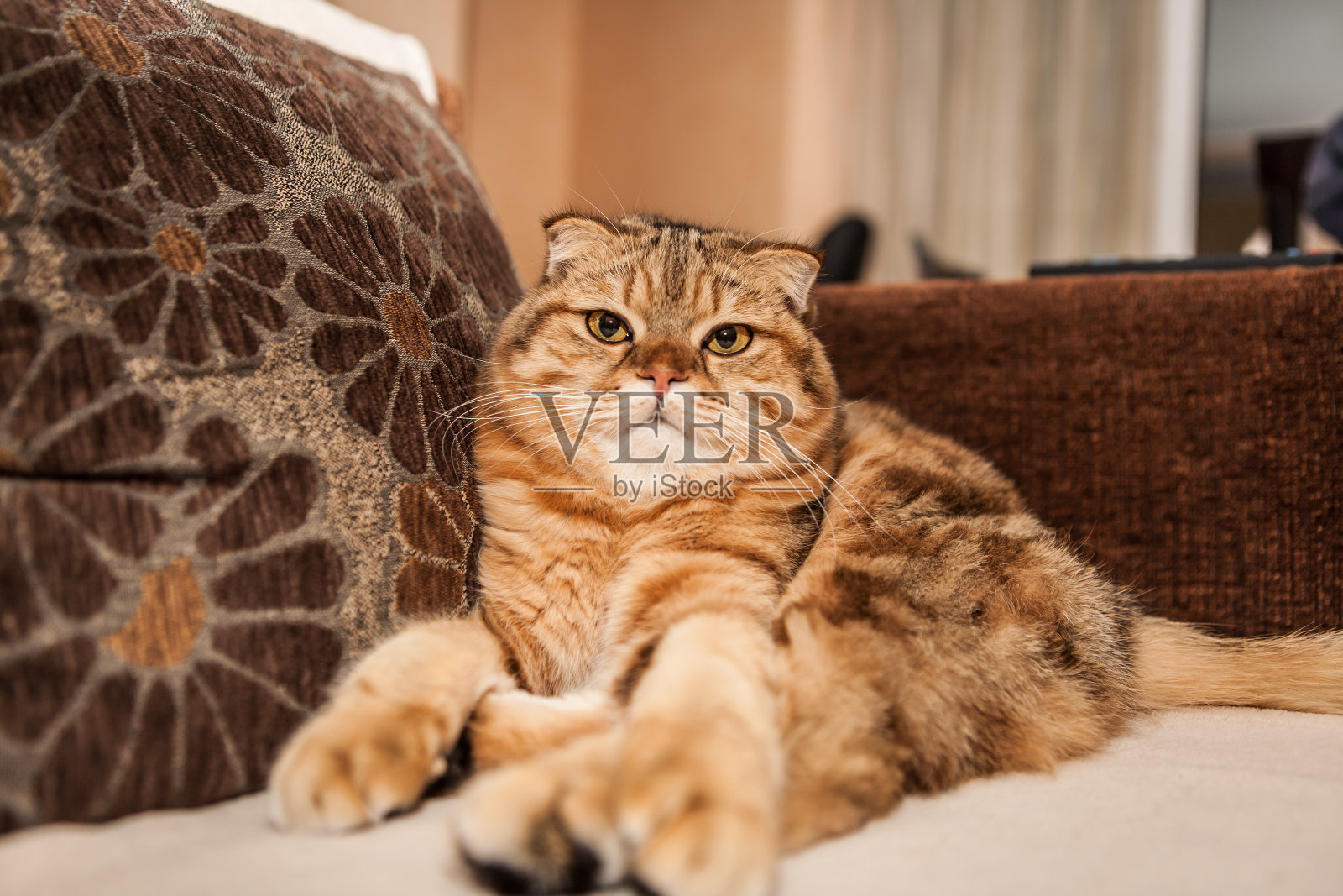 可爱的猫享受他的生活照片摄影图片