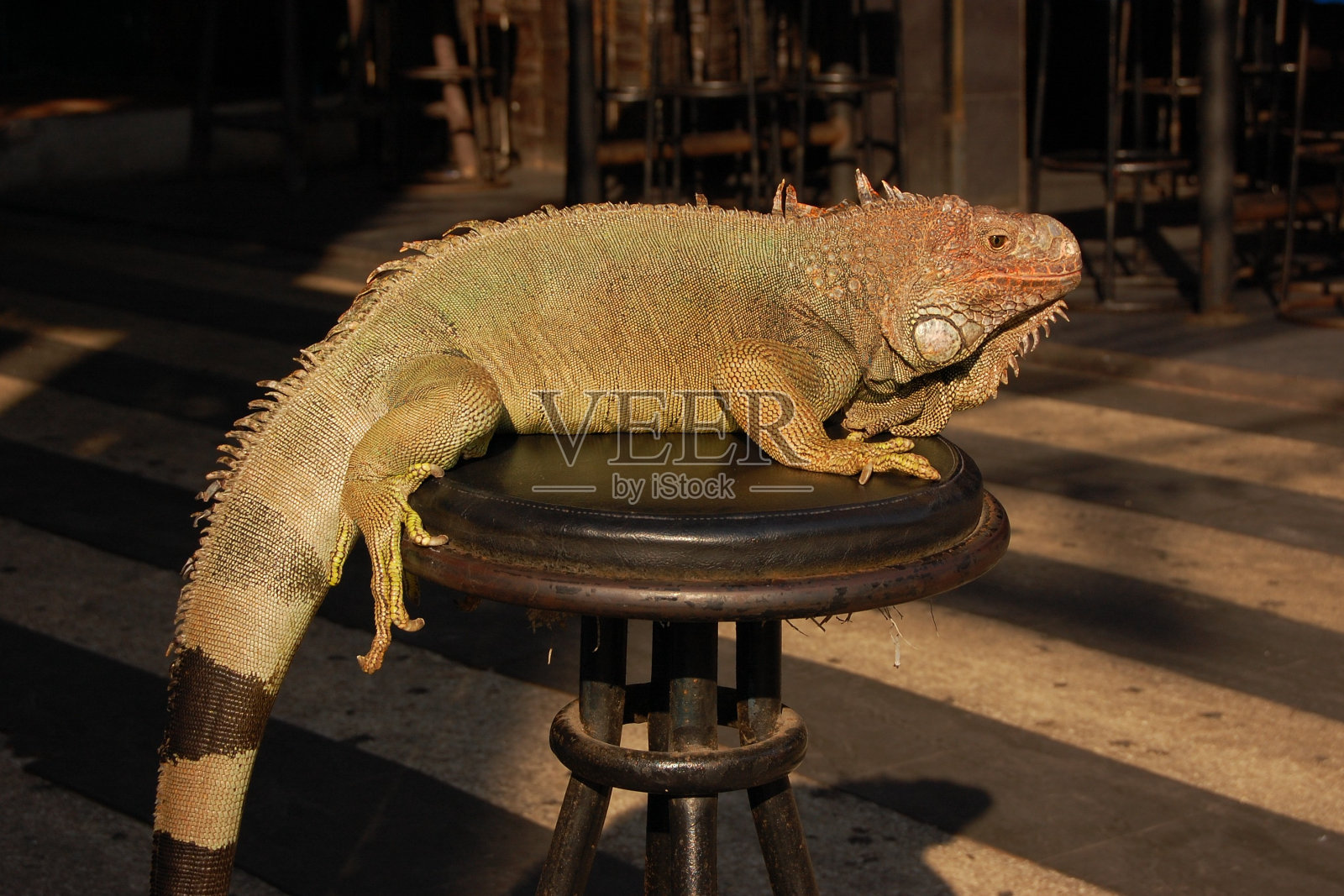 绿鬣蜥被滥用为娱乐照片摄影图片