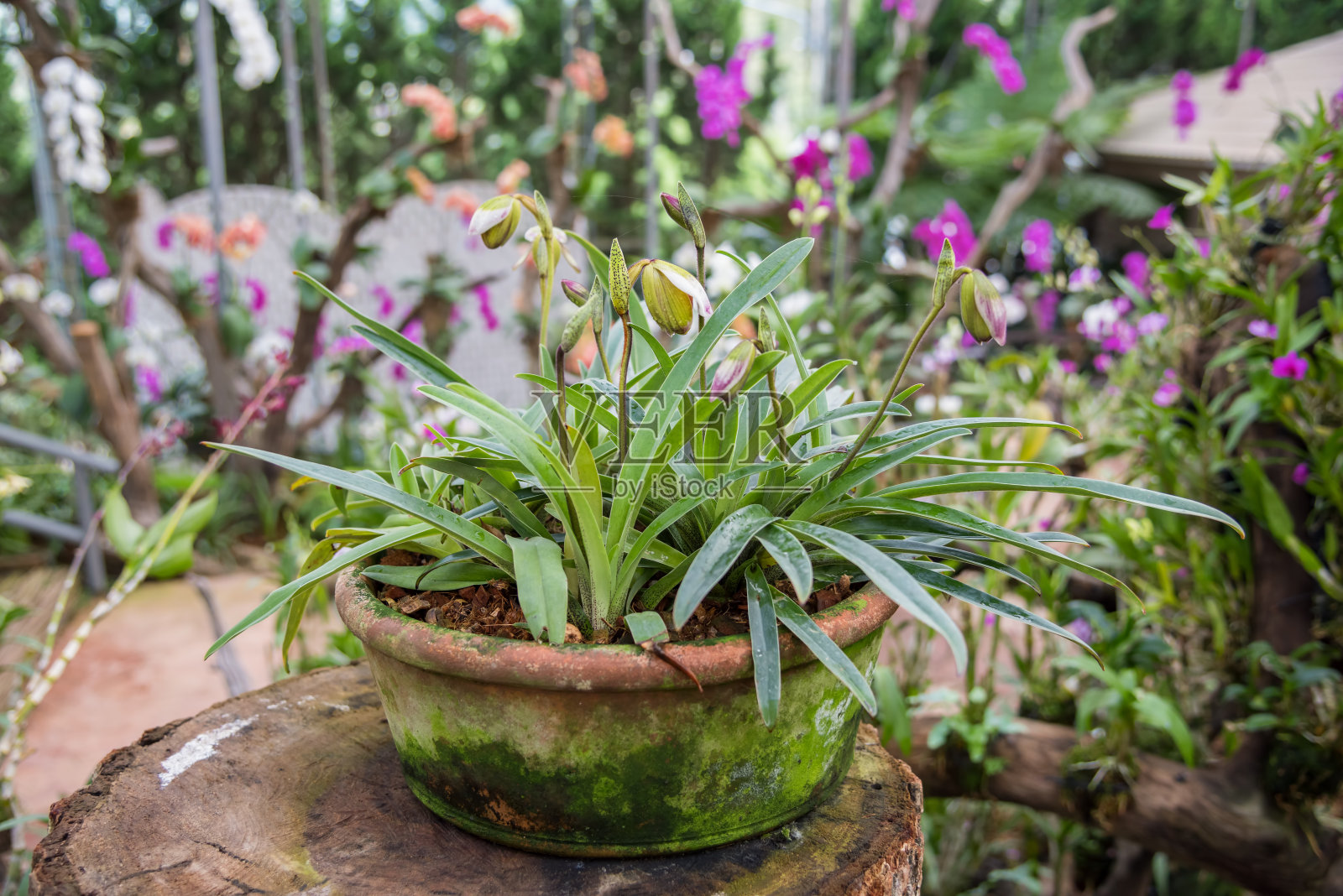 美丽的黄色兰花花树。(Paphiopedilum)照片摄影图片