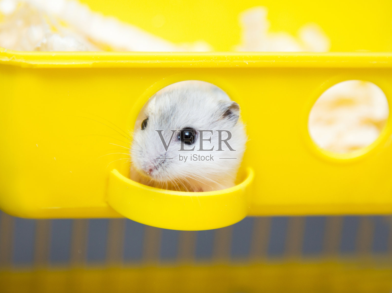 可爱的仓鼠往窗外偷看照片摄影图片