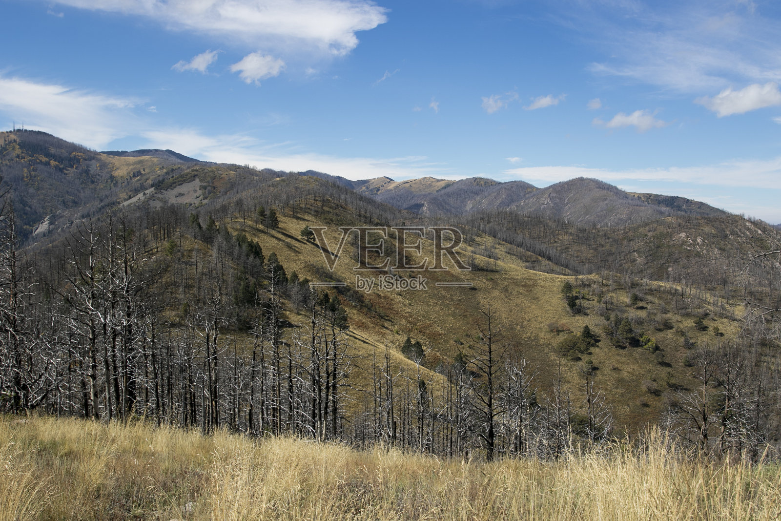 林肯国家森林山景城照片摄影图片