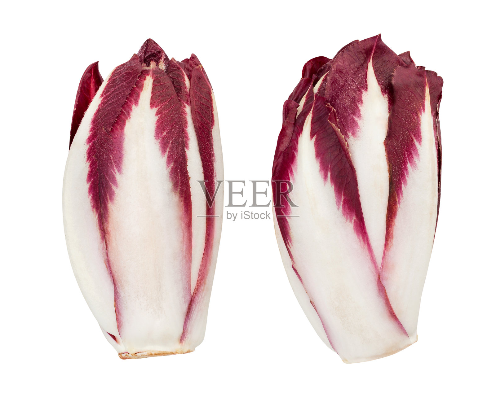 红菊苣照片摄影图片