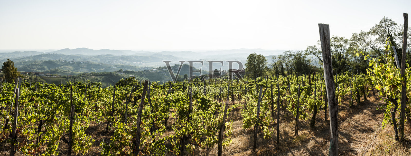 葡萄园全景照片摄影图片