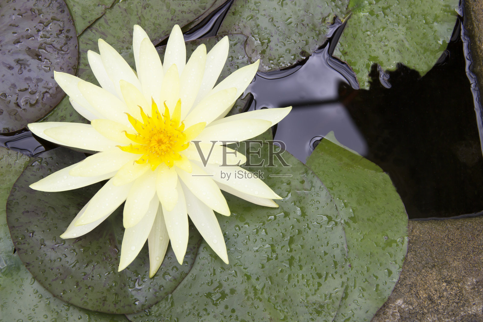 美丽的盛开的荷花照片摄影图片
