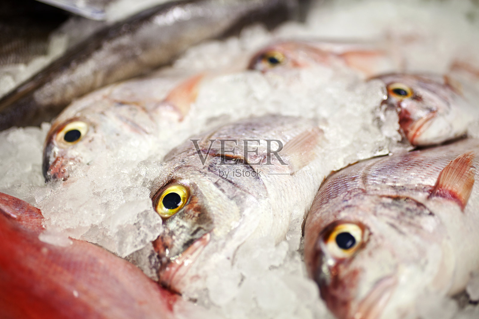 海鲷照片摄影图片