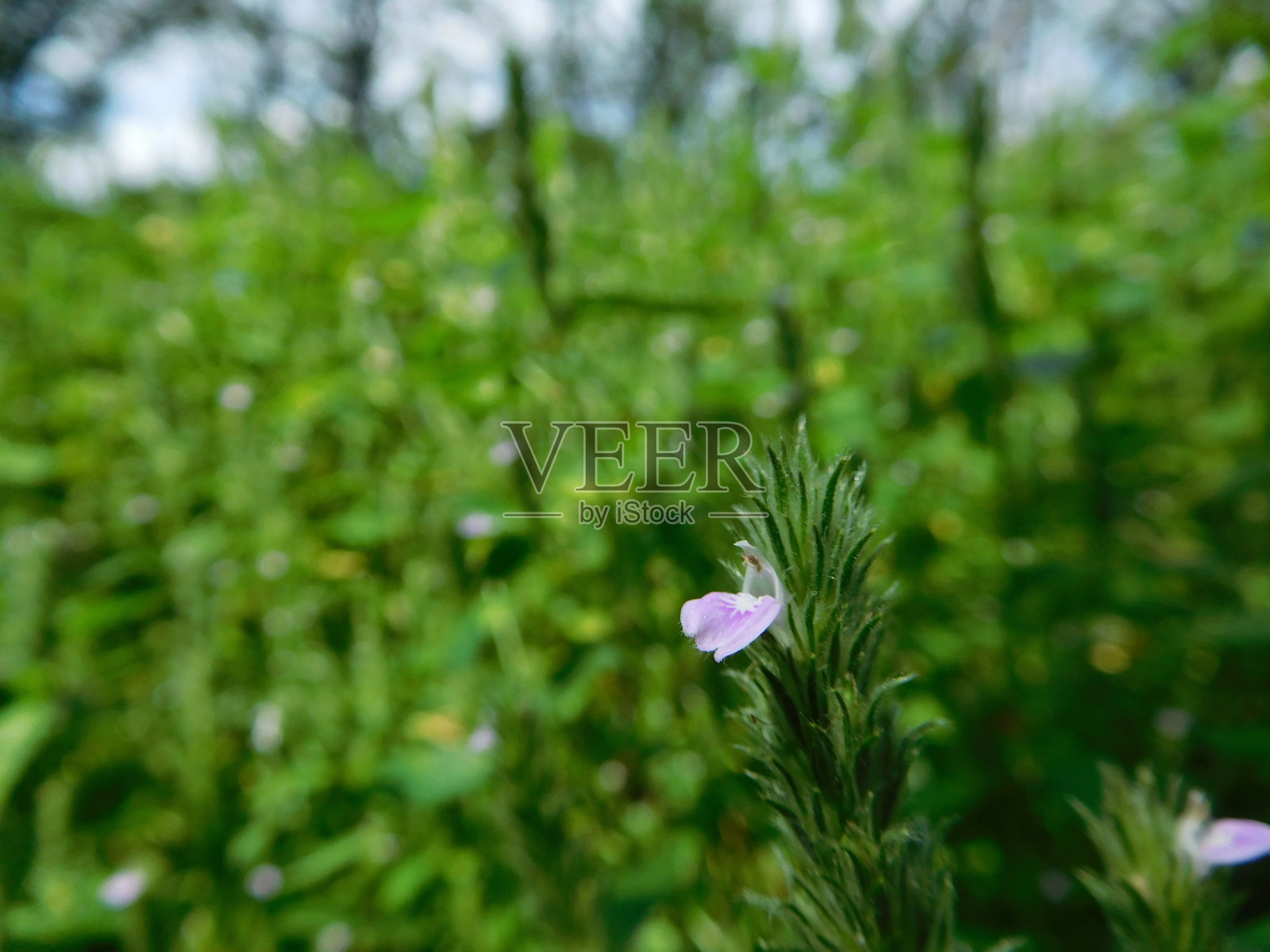 夏天水柳的紫色花朵照片摄影图片