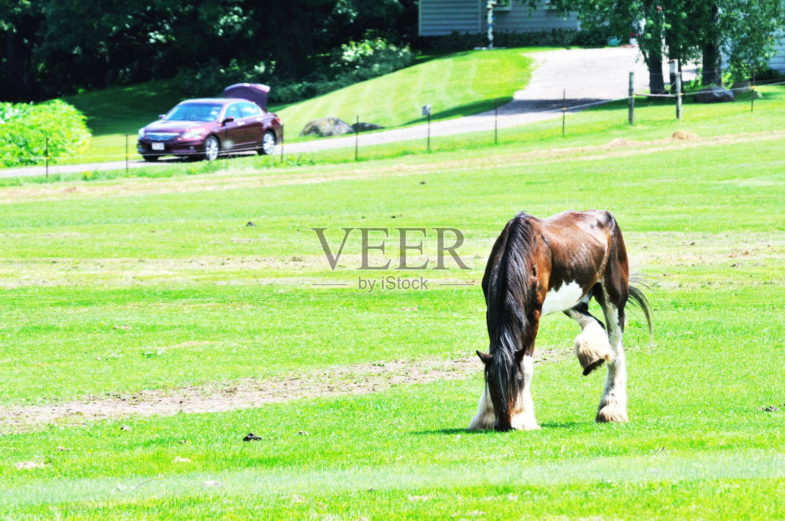 马和马力照片摄影图片