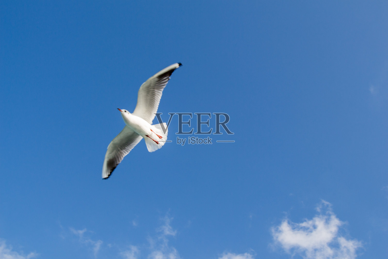 海鸥在海面上空飞翔照片摄影图片