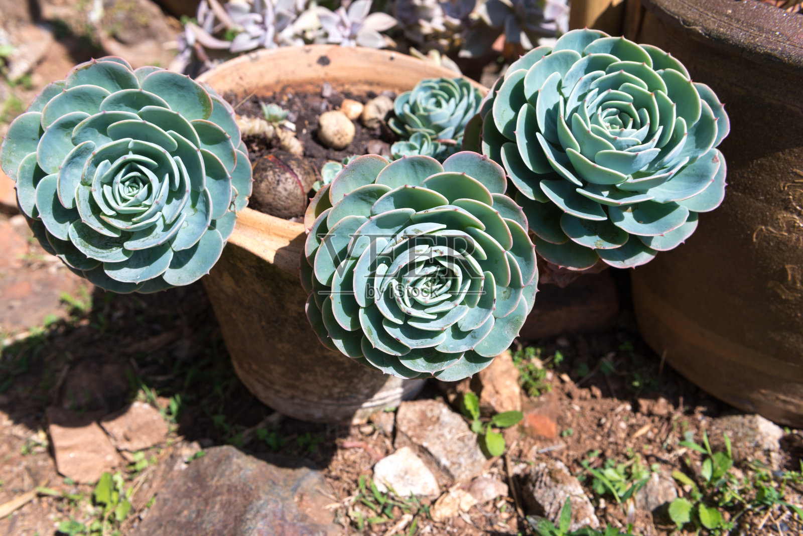 2016年2月，泰国花盆中的小树照片摄影图片