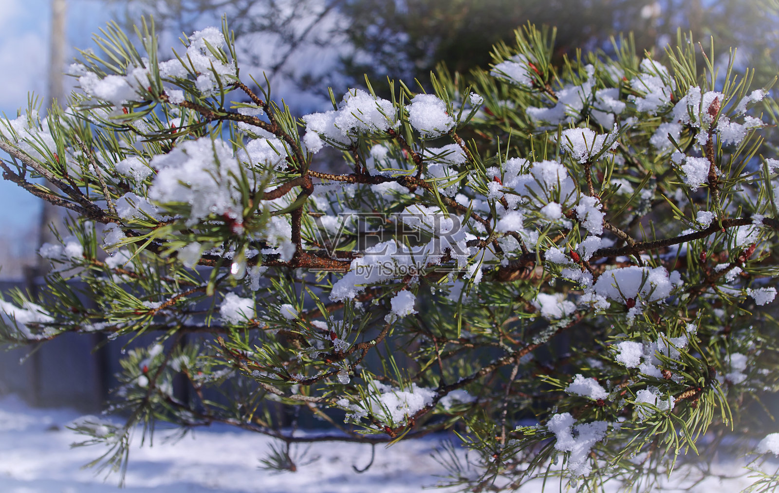 松枝在雪中。照片摄影图片