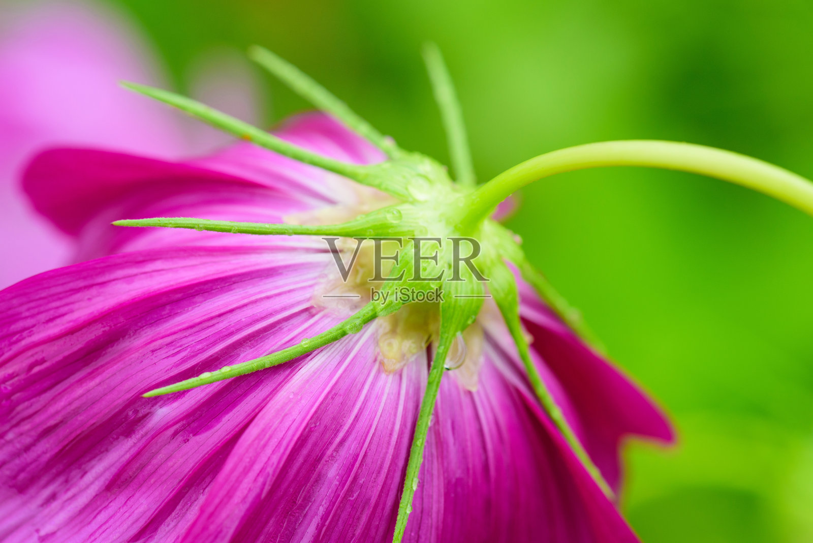 一个粉红色花的花瓣的特写。照片摄影图片