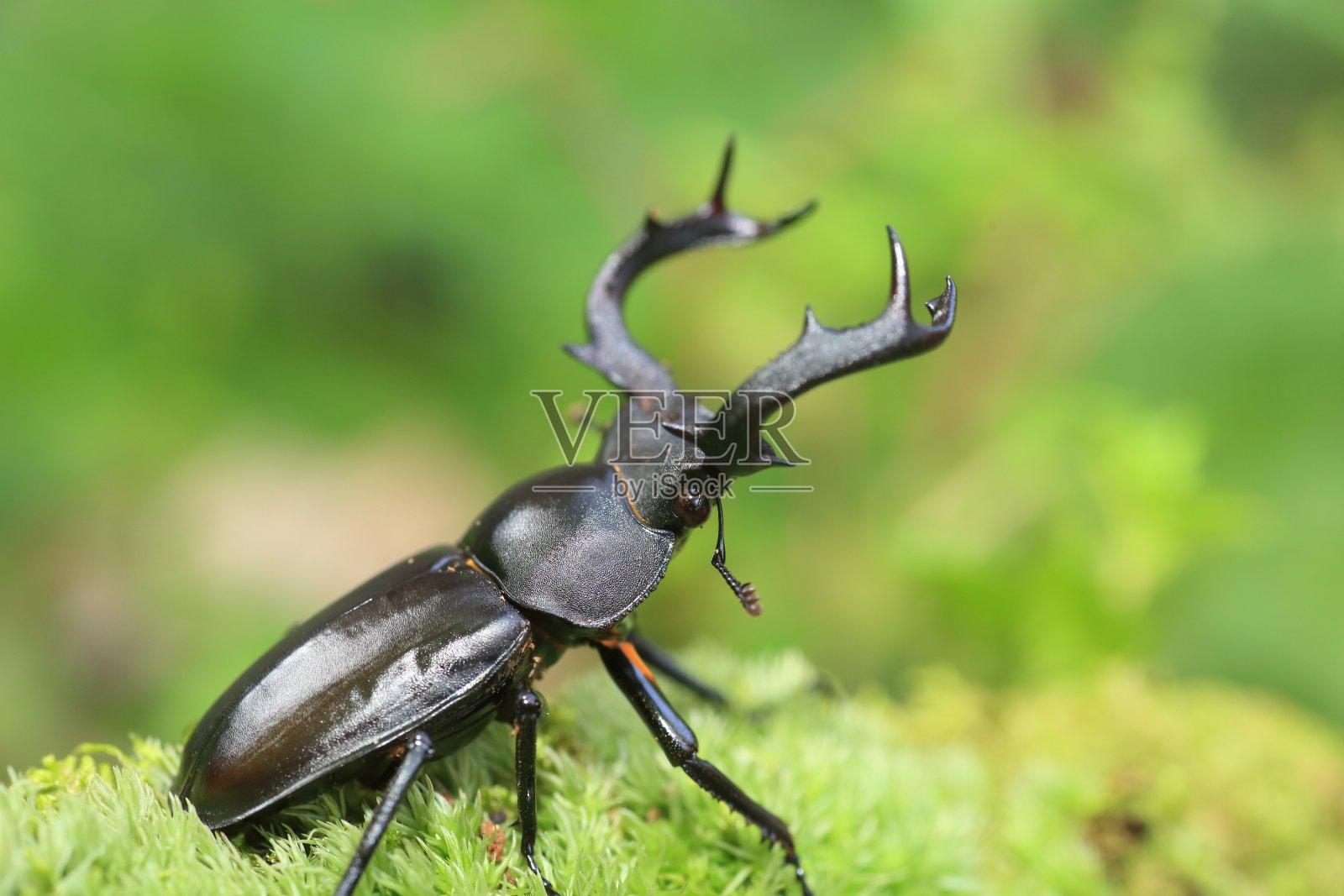台湾鹿甲虫照片摄影图片