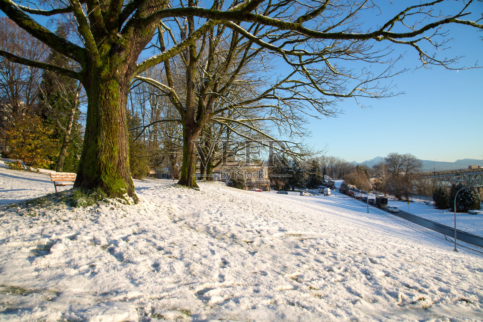 公园里光秃秃的树和积雪照片摄影图片