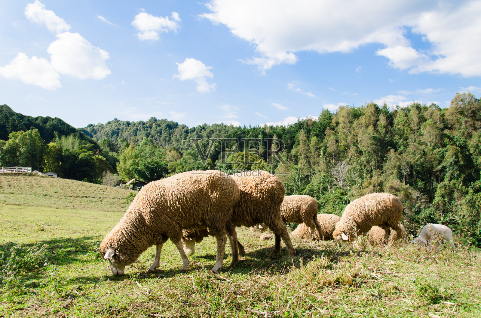 群绵羊照片摄影图片