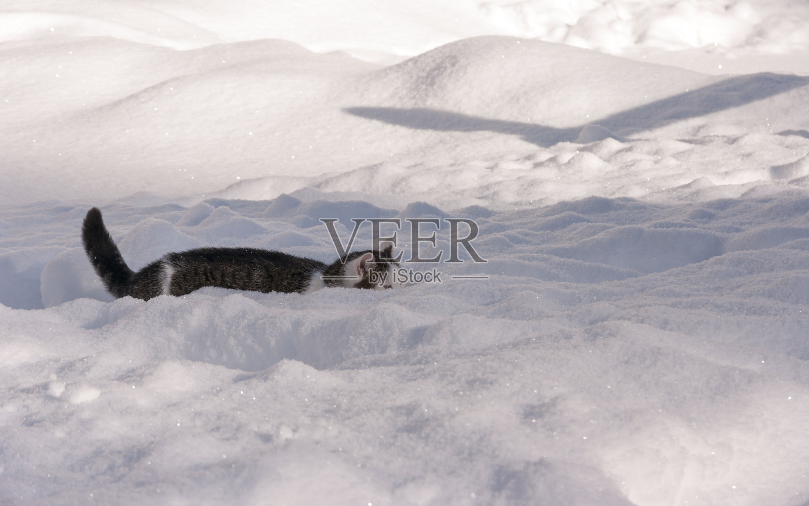 猫在冬天的风景照片摄影图片