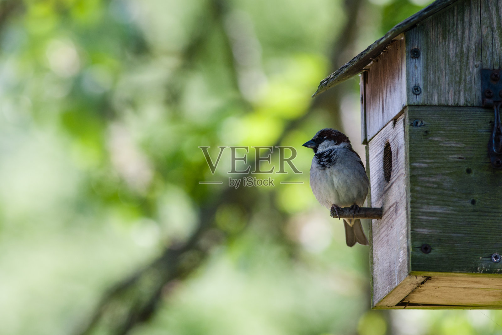 家麻雀(家麻雀)照片摄影图片