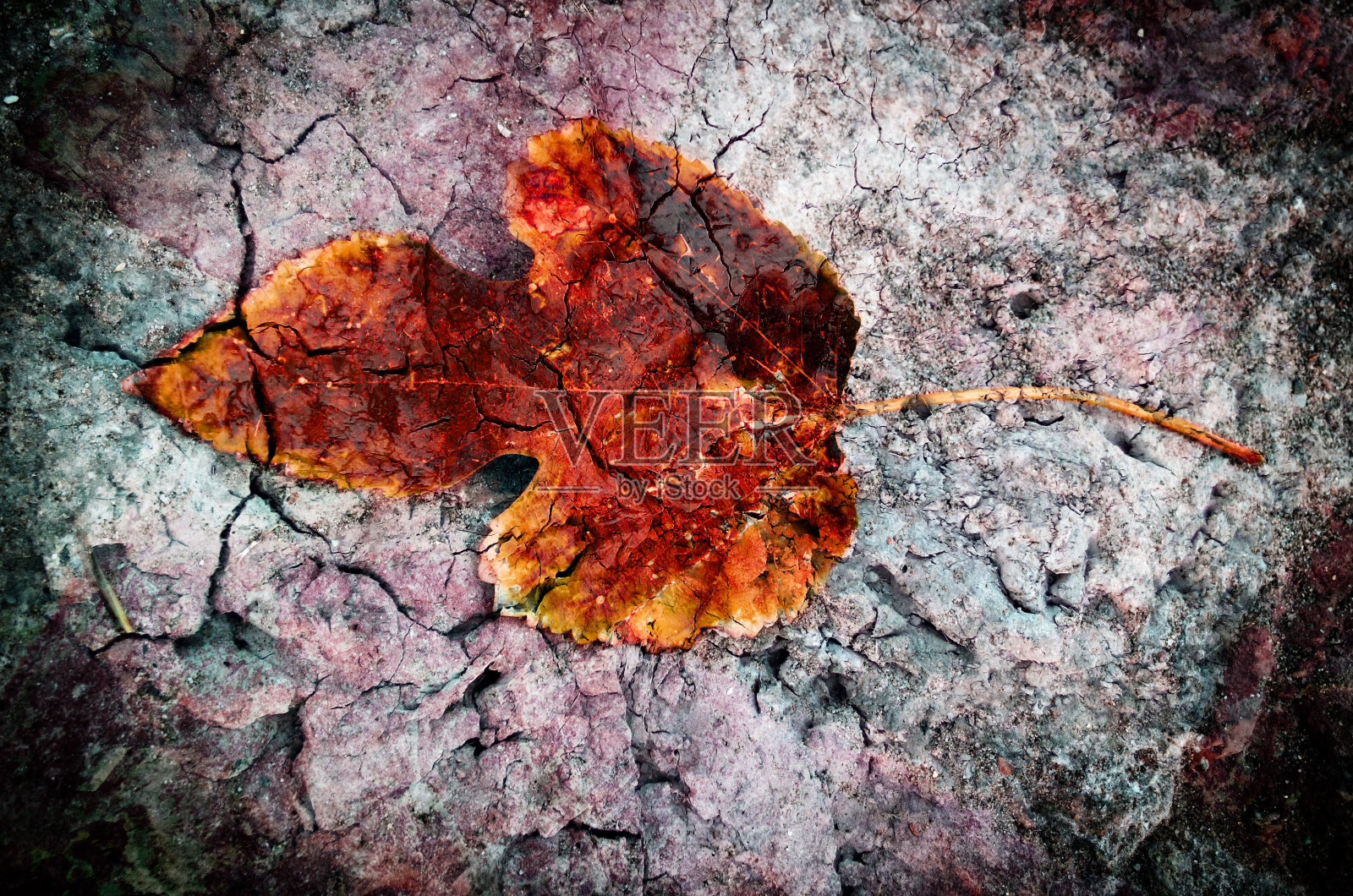 秋天的落叶纹理背景照片摄影图片