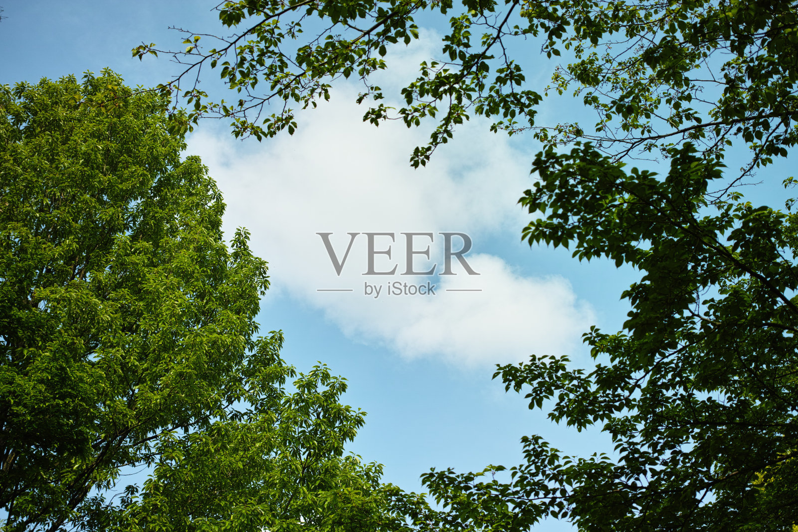 树照片摄影图片