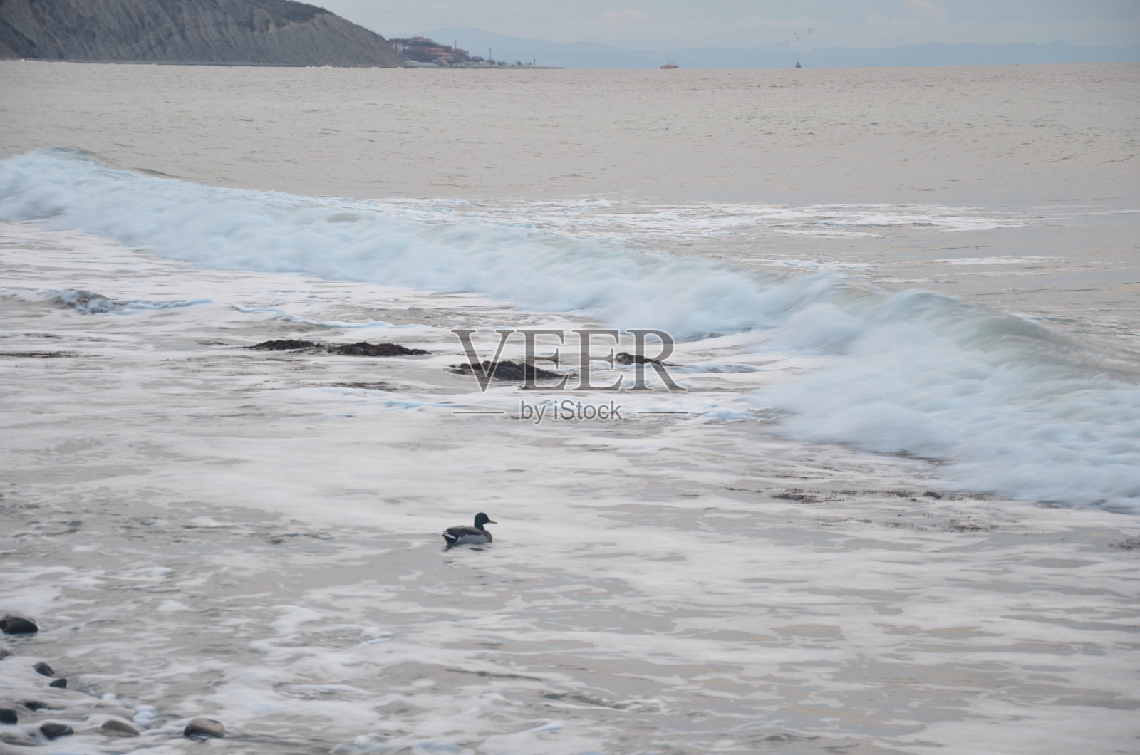 海上的鸭子，海洋生物，海上的生命，海上的鸭子，海上的鸭子。照片摄影图片