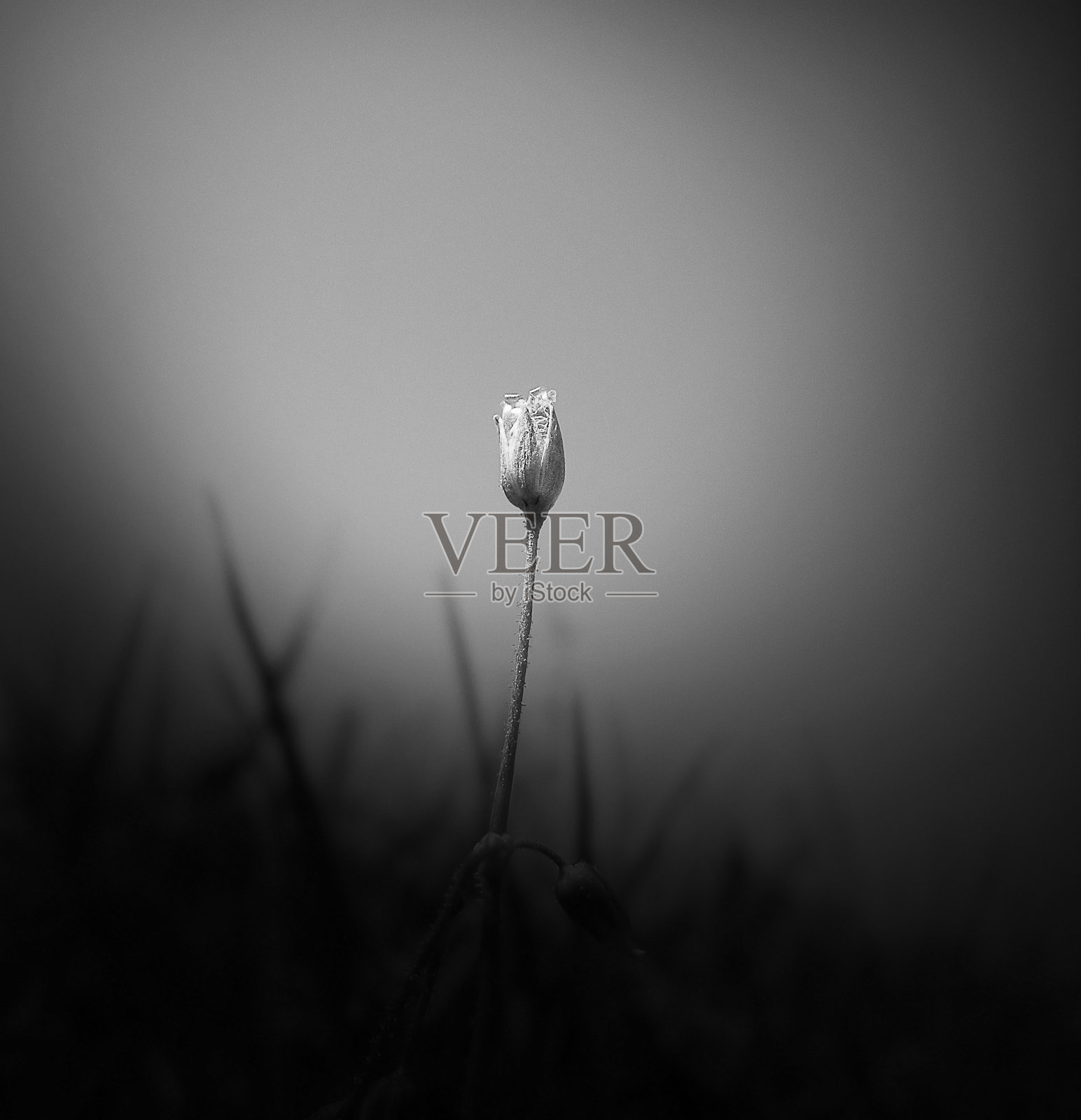 单色雾花-简约的概念照片摄影图片